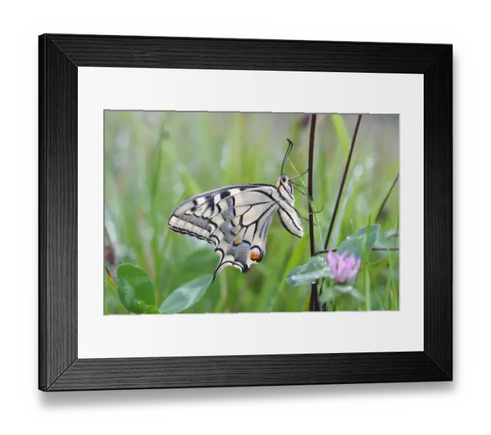Framed Print : Swallowtail (Papilio machaon), underside, sitting in a meadow Framed Print : Swallowtail (Papilio machaon), underside, sitting in a meadow