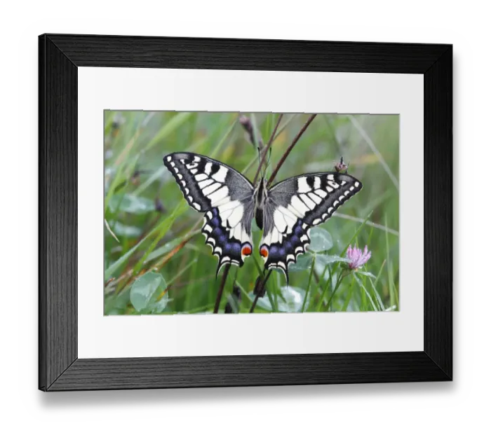 Framed Print : Swallowtail (Papilio machaon), sitting in a meadow Framed Print : Swallowtail (Papilio machaon), sitting in a meadow