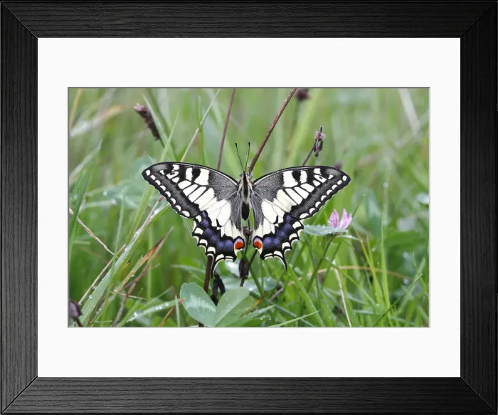 Framed Print : Swallowtail (Papilio machaon), sitting in a meadow Framed Print : Swallowtail (Papilio machaon), sitting in a meadow