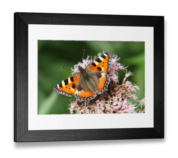 Framed Print : Small Tortoiseshell (Aglais urticae) on flowering Eupatorium Framed Print : Small Tortoiseshell (Aglais urticae) on flowering Eupatorium
