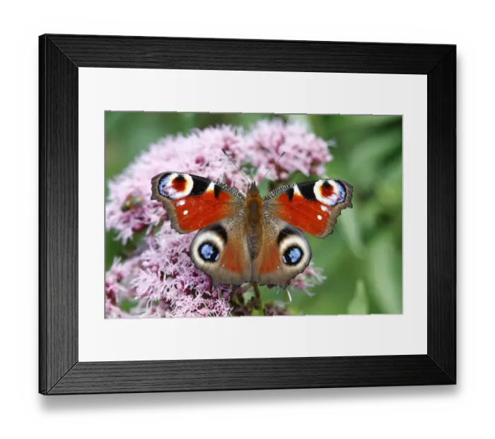 Framed Print : European Peacock (Inachis io) on an Eupatorium flower Framed Print : European Peacock (Inachis io) on an Eupatorium flower