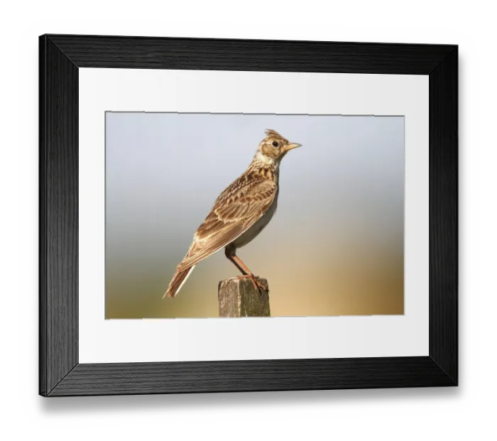 Framed Print : Skylark (Alauda arvensis) sitting on a fence post Framed Print : Skylark (Alauda arvensis) sitting on a fence post