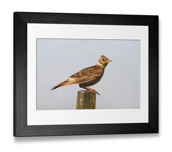 Framed Print : Skylark (Alauda arvensis) sitting on a fence post Framed Print : Skylark (Alauda arvensis) sitting on a fence post