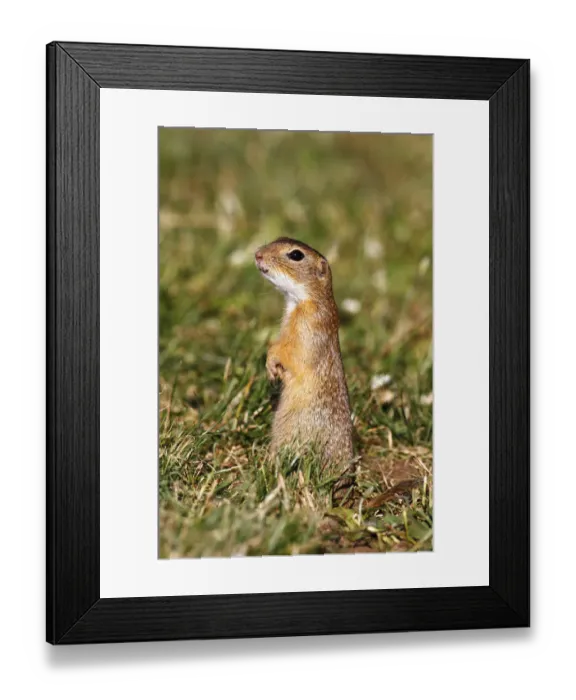 Framed Print : European ground squirrel or souslik (Spermophilus citellus) standing on its hind legs and watching its surroundings Framed Print : European ground squirrel or souslik (Spermophilus citellus) standing on its hind legs and watching its surroundings