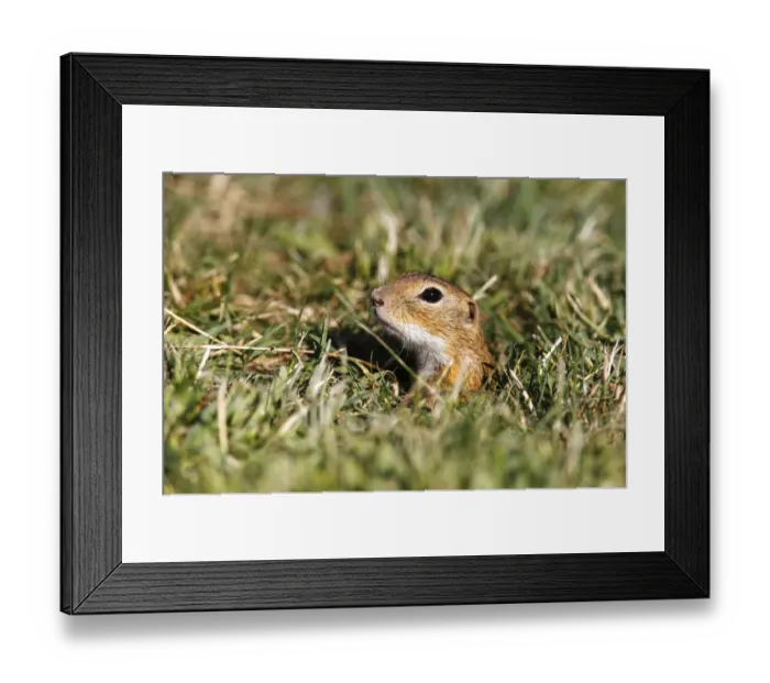 Framed Print : European ground squirrel or souslik (Spermophilus citellus) looking out of its cave Framed Print : European ground squirrel or souslik (Spermophilus citellus) looking out of its cave