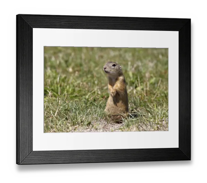 Framed Print : European ground squirrel or souslik (Spermophilus citellus) standing on its hind legs and watching its surroundings Framed Print : European ground squirrel or souslik (Spermophilus citellus) standing on its hind legs and watching its surroundings