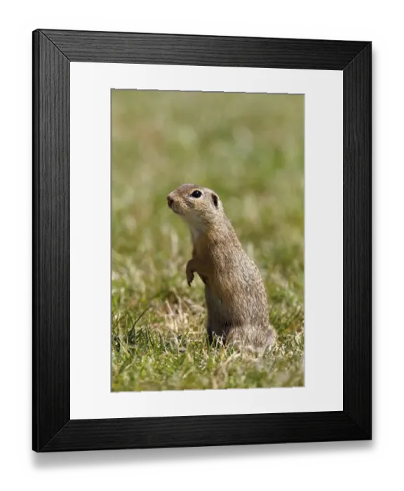 Framed Print : European ground squirrel or souslik (Spermophilus citellus) standing on its hind legs and watching its surroundings Framed Print : European ground squirrel or souslik (Spermophilus citellus) standing on its hind legs and watching its surroundings