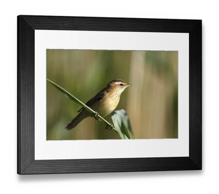 Framed Print : Sedge Warbler (Acrocephalus schoenobaenus) sitting on a reed stem Framed Print : Sedge Warbler (Acrocephalus schoenobaenus) sitting on a reed stem