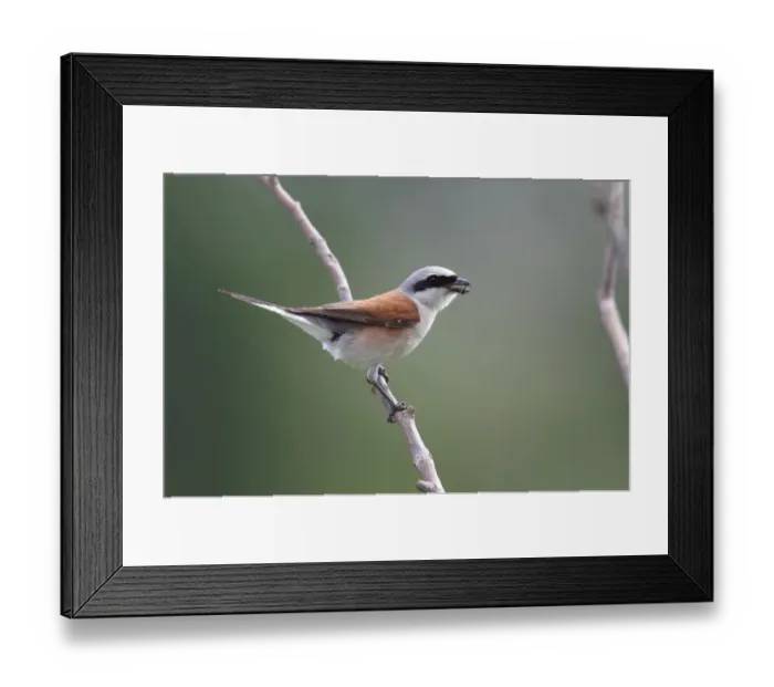 Framed Print : Red-backed Shrike (Lanius collurio), male with insect prey in its beak Framed Print : Red-backed Shrike (Lanius collurio), male with insect prey in its beak
