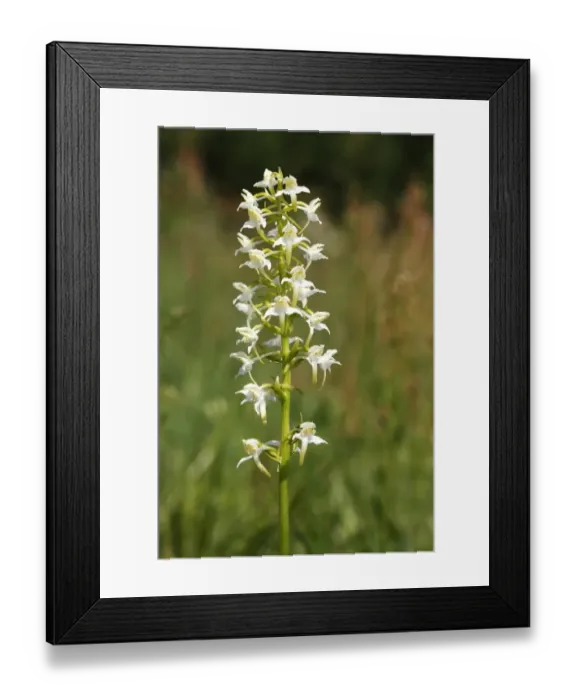 Framed Print : Greater Butterfly-orchid (Platanthera chlorantha), inflorescence Framed Print : Greater Butterfly-orchid (Platanthera chlorantha), inflorescence