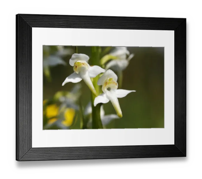 Framed Print : Greater Butterfly-orchid (Platanthera chlorantha), blooming Framed Print : Greater Butterfly-orchid (Platanthera chlorantha), blooming