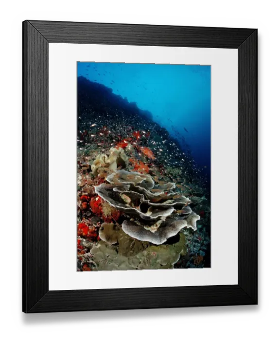 Framed Print : Coral reef with lettuce coral (Turbinaria mesenterina), Indian Ocean, Maldives Framed Print : Coral reef with lettuce coral (Turbinaria mesenterina), Indian Ocean, Maldives