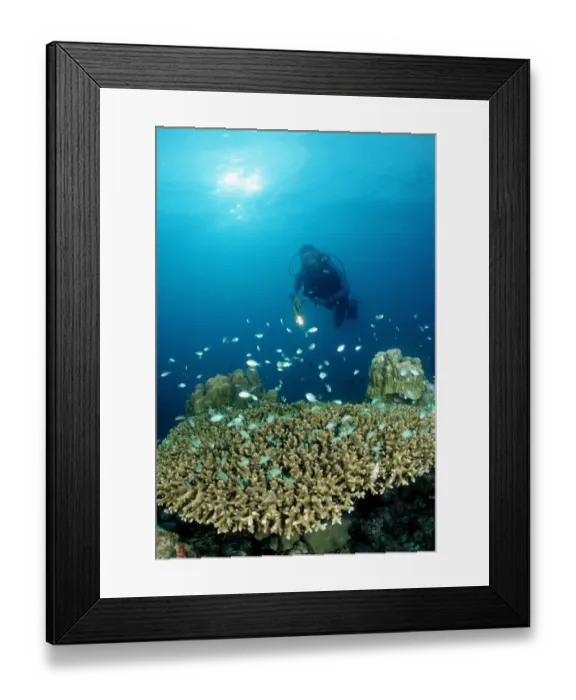 Framed Print : Diver and Table Coral with Green Chromis (Chromis viridis), Indian Ocean, Maldives Framed Print : Diver and Table Coral with Green Chromis (Chromis viridis), Indian Ocean, Maldives