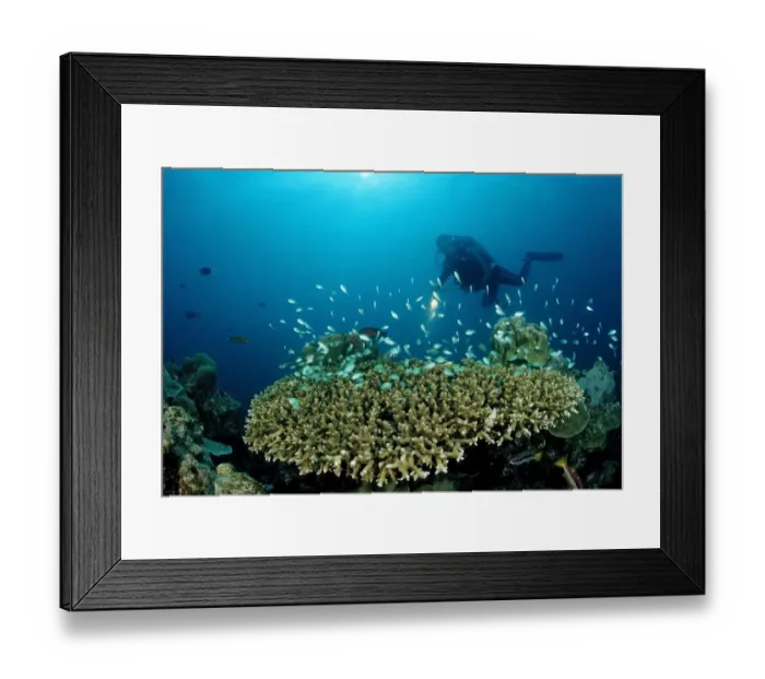 Framed Print : Diver and Table Coral with Green Chromis (Chromis viridis), Indian Ocean, Maldives Framed Print : Diver and Table Coral with Green Chromis (Chromis viridis), Indian Ocean, Maldives