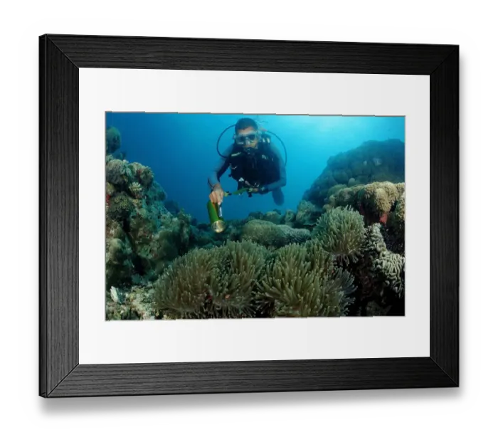 Framed Print : Diver and Blackfinned anemonefish or Maldives anemonefish (Amphiprion nigripes), Indian Ocean, Maldives Framed Print : Diver and Blackfinned anemonefish or Maldives anemonefish (Amphiprion nigripes), Indian Ocean, Maldives