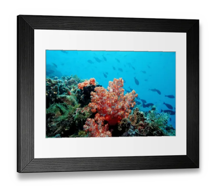 Framed Print : Coral reef with Red Soft Coral, Indian Ocean, Maldives Framed Print : Coral reef with Red Soft Coral, Indian Ocean, Maldives