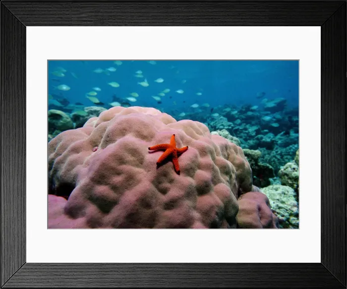 Framed Print : Red-knobbed star (Fromia elegans) on Pore Coral, Indian Ocean, Maldives Framed Print : Red-knobbed star (Fromia elegans) on Pore Coral, Indian Ocean, Maldives