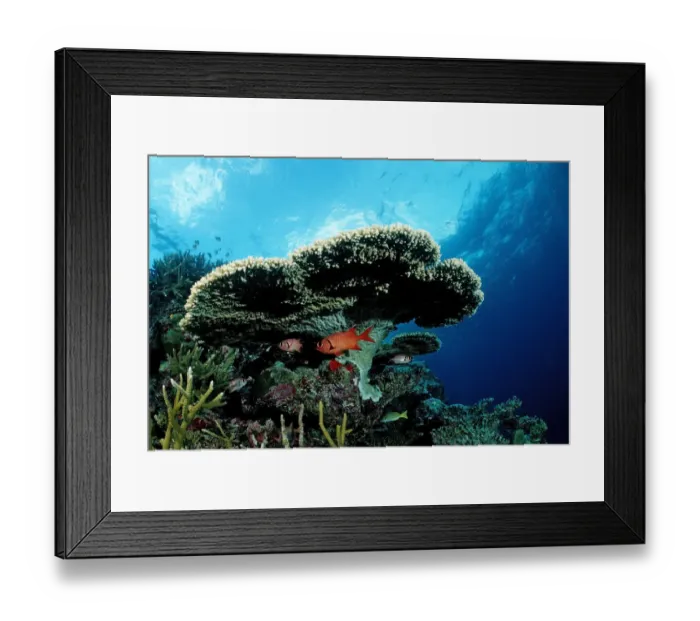Framed Print : Pinecone soldierfish (Myripristis murdjan) under Table Coral, Indian Ocean, Maldives Framed Print : Pinecone soldierfish (Myripristis murdjan) under Table Coral, Indian Ocean, Maldives