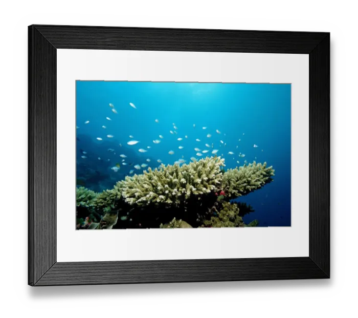 Framed Print : Green Chromis (Chromis viridis) on the coral reef, Indian Ocean, Maldives Framed Print : Green Chromis (Chromis viridis) on the coral reef, Indian Ocean, Maldives