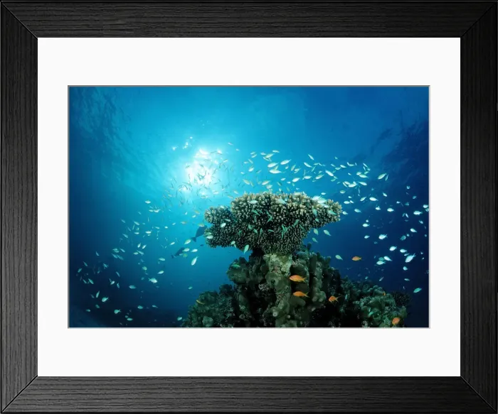 Framed Print : Green Chromis (Chromis viridis) on the coral reef, Indian Ocean, Maldives Framed Print : Green Chromis (Chromis viridis) on the coral reef, Indian Ocean, Maldives