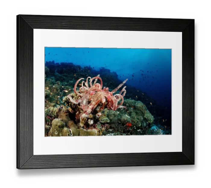 Framed Print : Maldive Crinoid (Dichrometra flagellata) and coral reef, Indian Ocean, Maldives Framed Print : Maldive Crinoid (Dichrometra flagellata) and coral reef, Indian Ocean, Maldives
