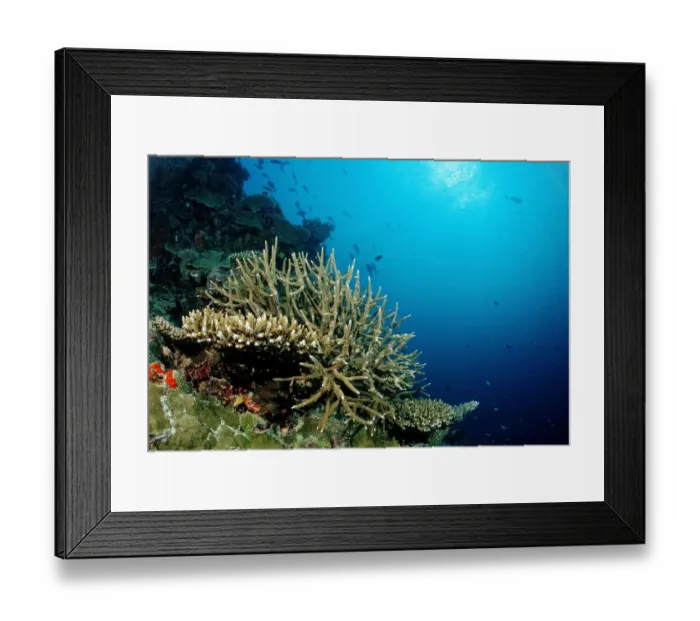 Framed Print : Reef with Elkhorn Corals and Table Corals (Acropora), Maldives, Indian Ocean Framed Print : Reef with Elkhorn Corals and Table Corals (Acropora), Maldives, Indian Ocean