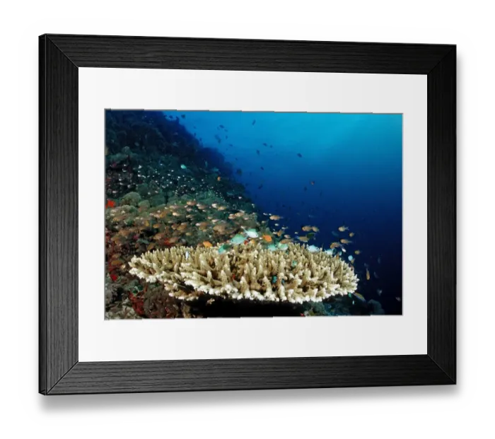 Framed Print : Green Chromis (Chromis viridis) on the coral reef, Maldives, Indian Ocean Framed Print : Green Chromis (Chromis viridis) on the coral reef, Maldives, Indian Ocean