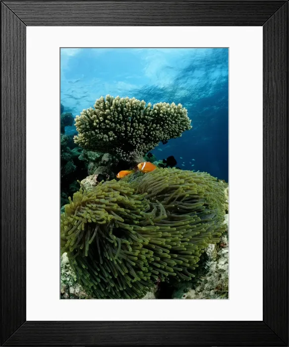 Framed Print : Maldives Anemonefish (Amphiprion nigripes) in Magnificent Sea Anemone (Heteractis magnifica), Maldives, Indian Ocean
