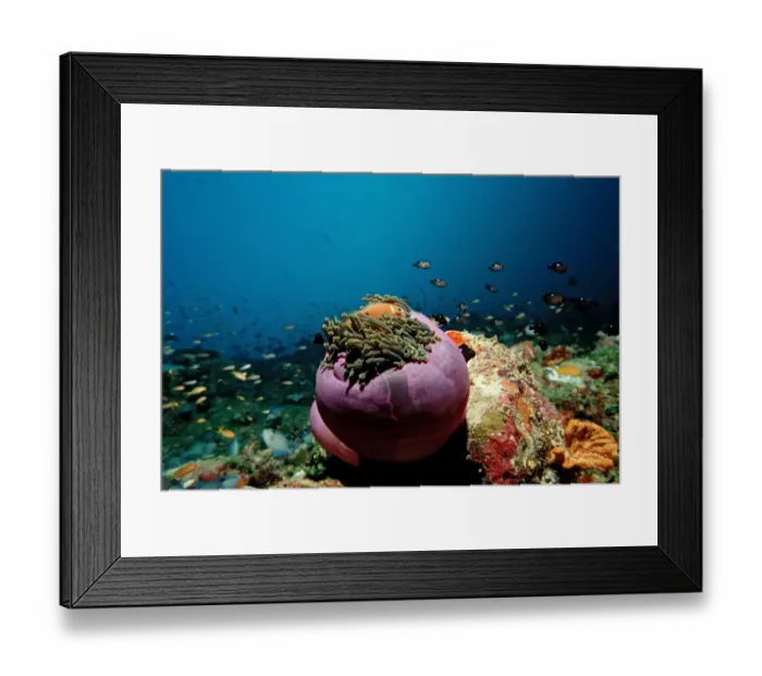 Framed Print : Maldives Anemonefish (Amphiprion nigripes) in pink Magnificent Sea Anemone (Heteractis magnifica), Maldives, Indian Ocean Framed Print : Maldives Anemonefish (Amphiprion nigripes) in pink Magnificent Sea Anemone (Heteractis magnifica), Maldives, Indian Ocean