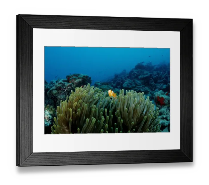 Framed Print : Maldives anemonefish (Amphiprion nigripes) in Magnificent Sea Anemone (Heteractis magnifica), Maldives, Indian Ocean Framed Print : Maldives anemonefish (Amphiprion nigripes) in Magnificent Sea Anemone (Heteractis magnifica), Maldives, Indian Ocean