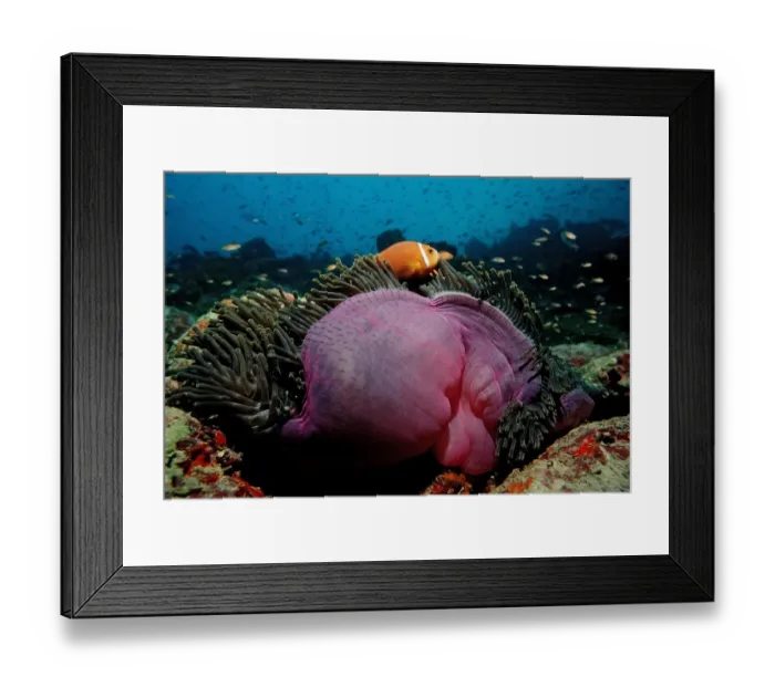 Framed Print : Maldives Anemonefish (Amphiprion nigripes) in pink Magnificent Sea Anemone (Heteractis magnifica), Maldives, Indian Ocean