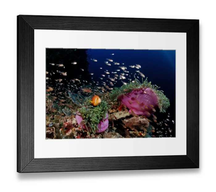 Framed Print : Maldives Anemonefish (Amphiprion nigripes) in pink Magnificent Sea Anemone (Heteractis magnifica), Maldives, Indian Ocean Framed Print : Maldives Anemonefish (Amphiprion nigripes) in pink Magnificent Sea Anemone (Heteractis magnifica), Maldives, Indian Ocean