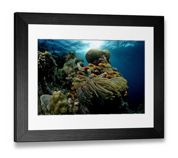 Framed Print : Maldives Anemonefish (Amphiprion nigripes) in white Magnificent Sea Anemone (Heteractis magnifica), Maldives, Indian Ocean Framed Print : Maldives Anemonefish (Amphiprion nigripes) in white Magnificent Sea Anemone (Heteractis magnifica), Maldives, Indian Ocean