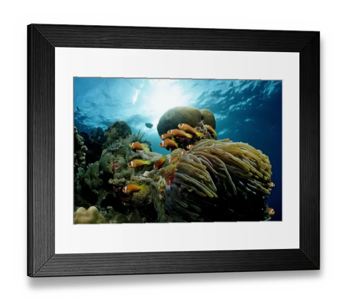 Framed Print : Maldives Anemonefish (Amphiprion nigripes) in white Magnificent Sea Anemone (Heteractis magnifica), Maldives, Indian Ocean