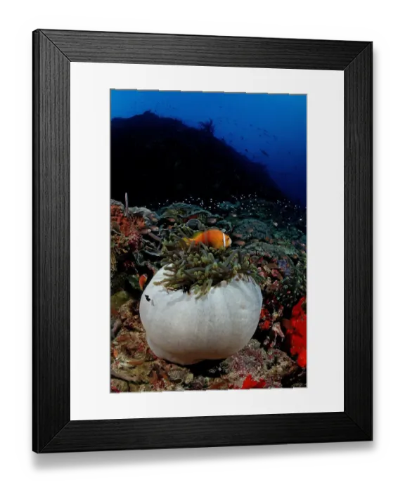 Framed Print : Maldives Anemonefish (Amphiprion nigripes) in white Magnificent Sea Anemone (Heteractis magnifica), Maldives, Indian Ocean Framed Print : Maldives Anemonefish (Amphiprion nigripes) in white Magnificent Sea Anemone (Heteractis magnifica), Maldives, Indian Ocean