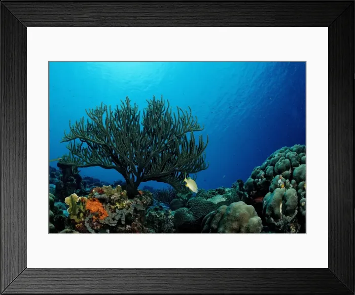 Framed Print : Caribbean coral reef, Trinidad, Caribbean Sea Framed Print : Caribbean coral reef, Trinidad, Caribbean Sea