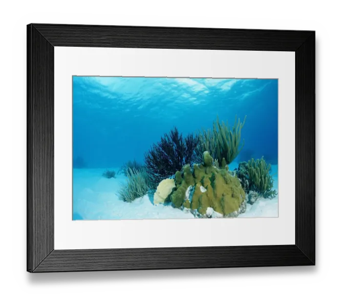Framed Print : Corals on sandy ground, Trinidad, Caribbean Sea Framed Print : Corals on sandy ground, Trinidad, Caribbean Sea