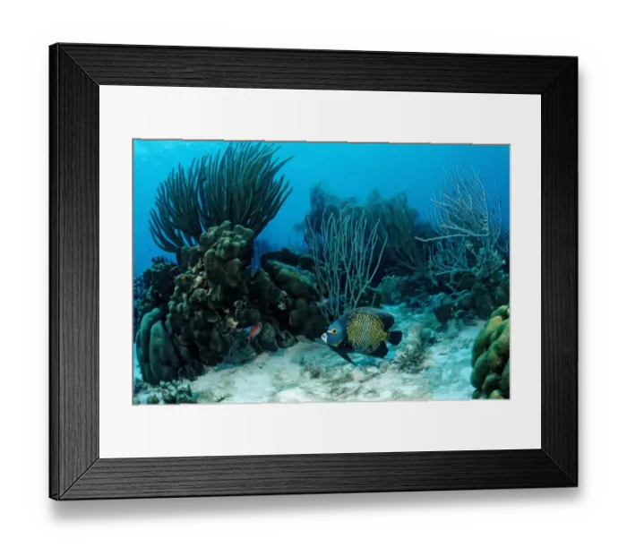 Framed Print : Coral reef with French Angelfish (Pomacanthus paru), Trinidad, Caribbean Sea Framed Print : Coral reef with French Angelfish (Pomacanthus paru), Trinidad, Caribbean Sea
