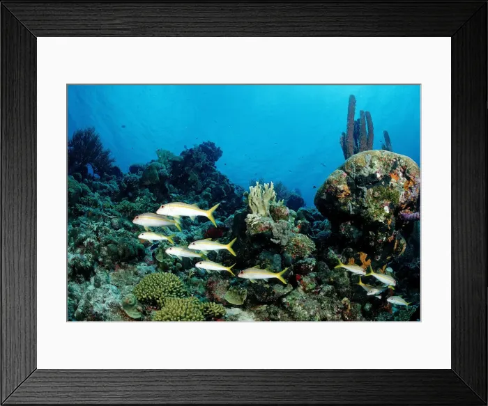 Framed Print : Yellowtail Snapper (Ocyurus chrysurus) on the reef, Trinidad, Caribbean Sea Framed Print : Yellowtail Snapper (Ocyurus chrysurus) on the reef, Trinidad, Caribbean Sea