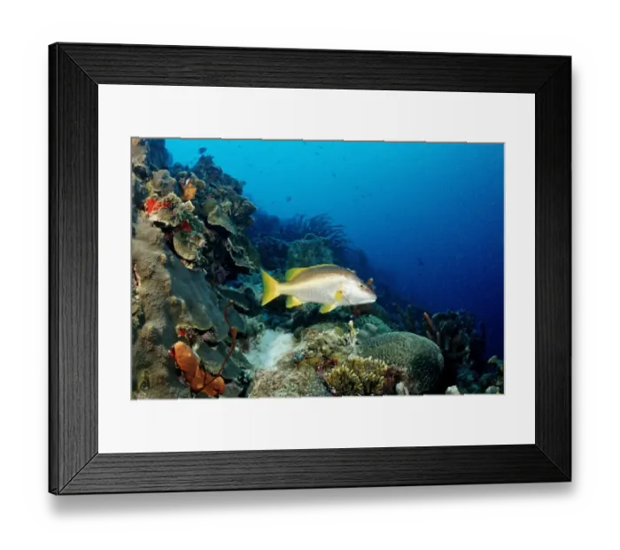 Framed Print : Schoolmaster Snapper (Lutjanus apodus) on the reef, Trinidad, Caribbean Sea Framed Print : Schoolmaster Snapper (Lutjanus apodus) on the reef, Trinidad, Caribbean Sea