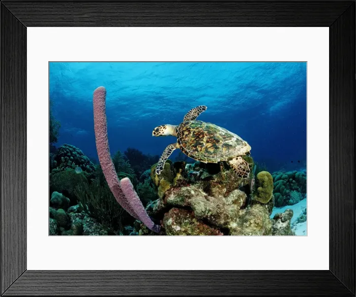 Framed Print : Hawksbill Turtle (Eretmochelys imbricata), Trinidad, Caribbean Sea Framed Print : Hawksbill Turtle (Eretmochelys imbricata), Trinidad, Caribbean Sea