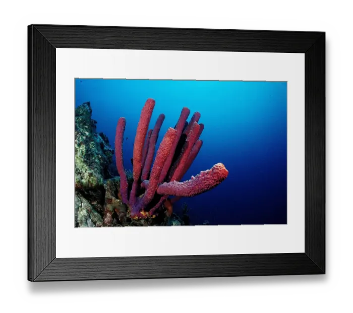 Framed Print : Red Sponge (Porifera), Trinidad, Caribbean Sea Framed Print : Red Sponge (Porifera), Trinidad, Caribbean Sea