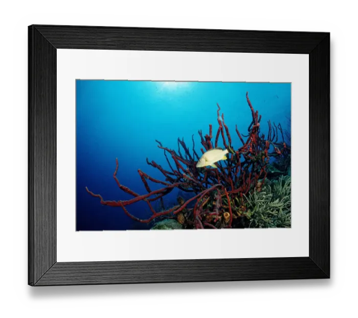 Framed Print : Blue Striped Grunt (Haemulon sciurus) with sponge, Trinidad, Caribbean Sea Framed Print : Blue Striped Grunt (Haemulon sciurus) with sponge, Trinidad, Caribbean Sea