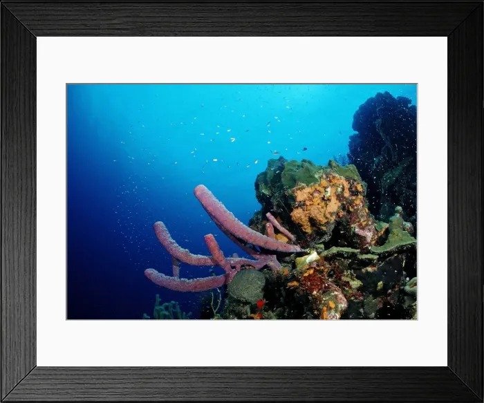 Framed Print : Caribbean coral reef, Tobago, Caribbean Sea Framed Print : Caribbean coral reef, Tobago, Caribbean Sea