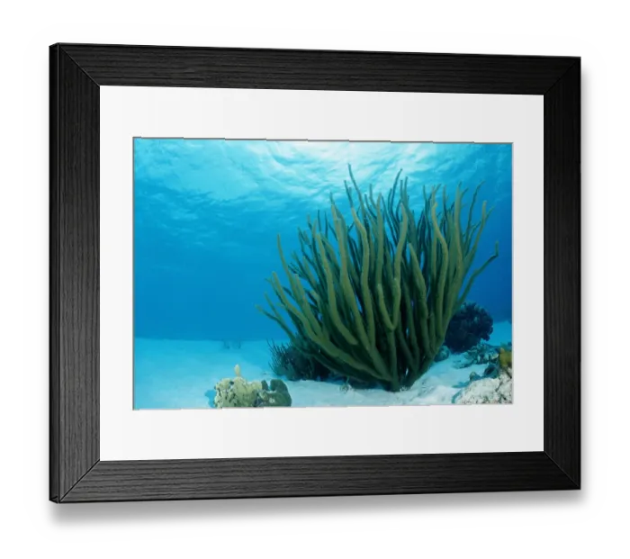 Framed Print : Corals on sandy ground, Tobago, Caribbean Sea