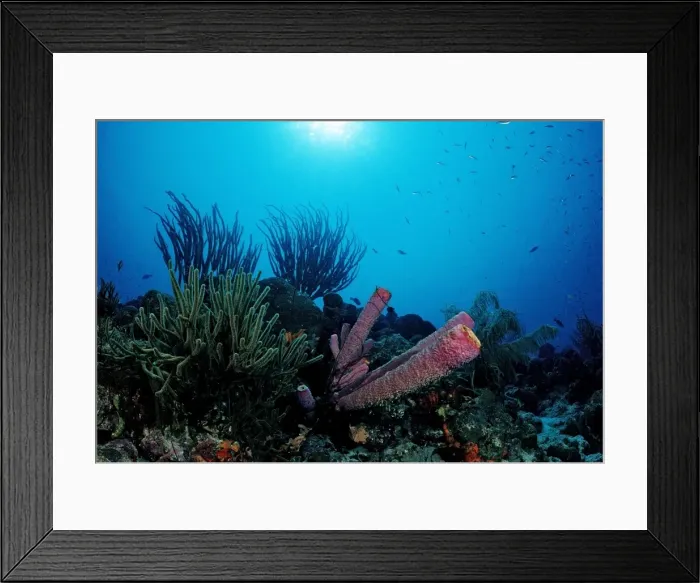 Framed Print : Coral reef, Tobago, Caribbean Sea Framed Print : Coral reef, Tobago, Caribbean Sea
