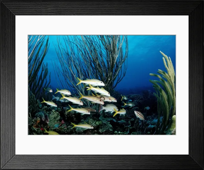 Framed Print : Yellowtail Snapper (Ocyurus chrysurus), on the reef, Tobago, Caribbean Sea Framed Print : Yellowtail Snapper (Ocyurus chrysurus), on the reef, Tobago, Caribbean Sea
