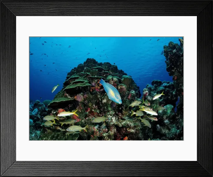 Framed Print : Princess Parrotfish (Scarus taeniopterus) swimming in between Smallmouth Grunts (Haemulon chryargyreum), Cuba, Caribbean Sea