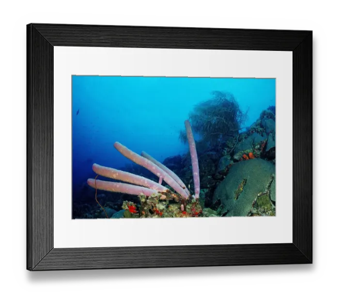 Framed Print : Coral reef, Cuba, Caribbean Sea Framed Print : Coral reef, Cuba, Caribbean Sea