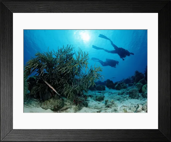 Framed Print : Divers swimming above coral reef, Cuba, Caribbean Sea Framed Print : Divers swimming above coral reef, Cuba, Caribbean Sea